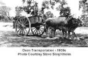Oxen_Transportation_1930s.jpg (23948 bytes)